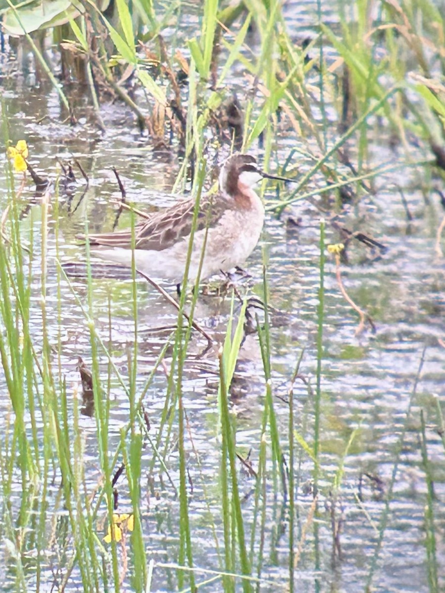 Wilson's Phalarope - ML637421809
