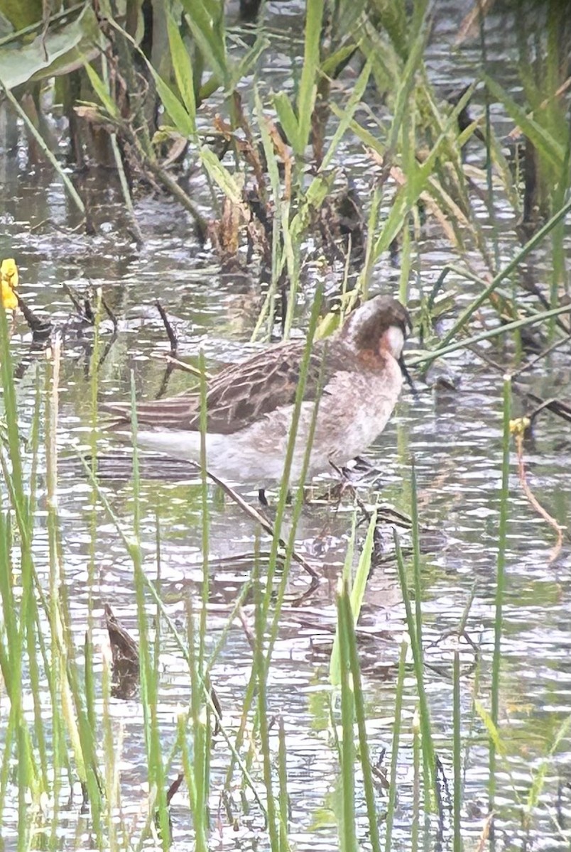 Wilson's Phalarope - ML637421810