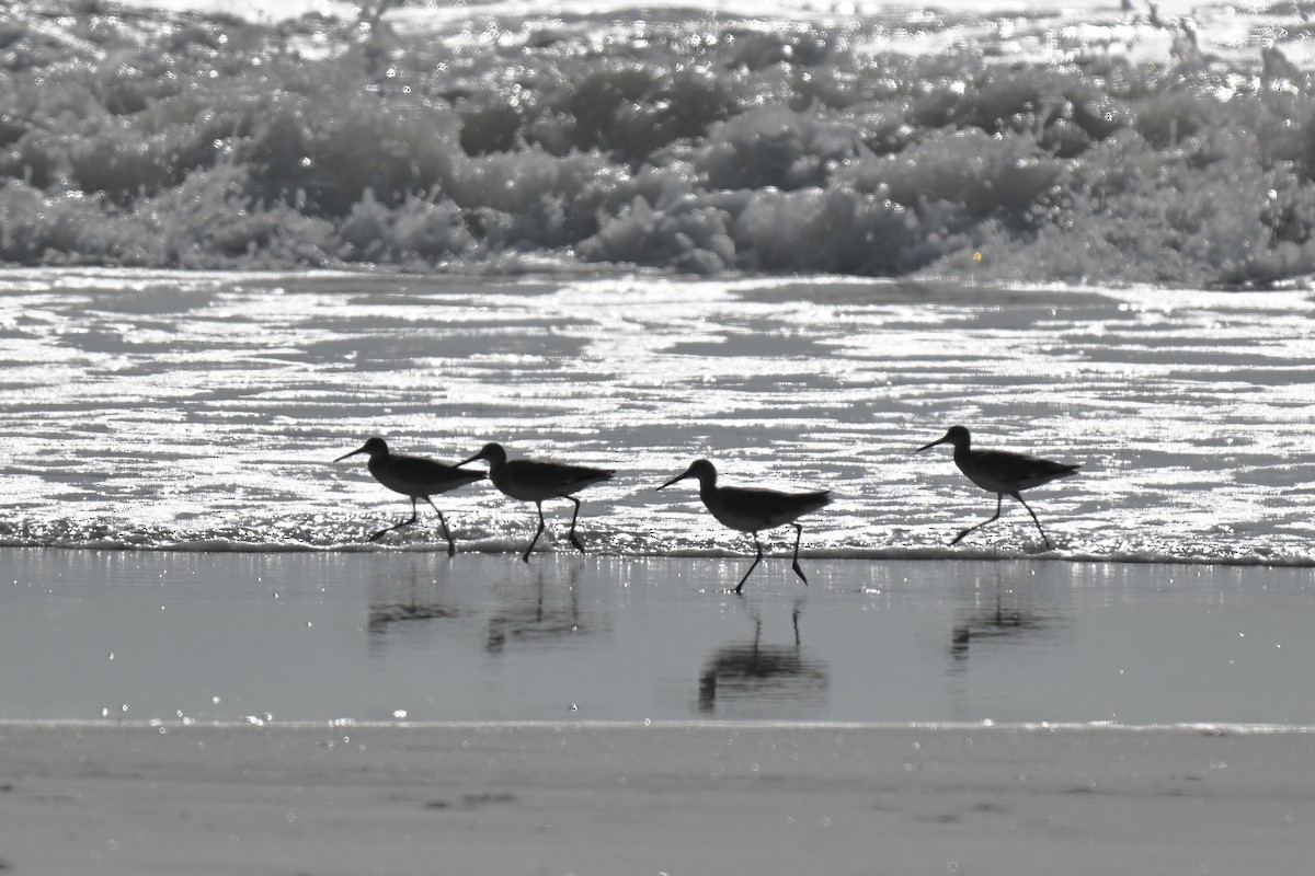 Willet - ML637421845