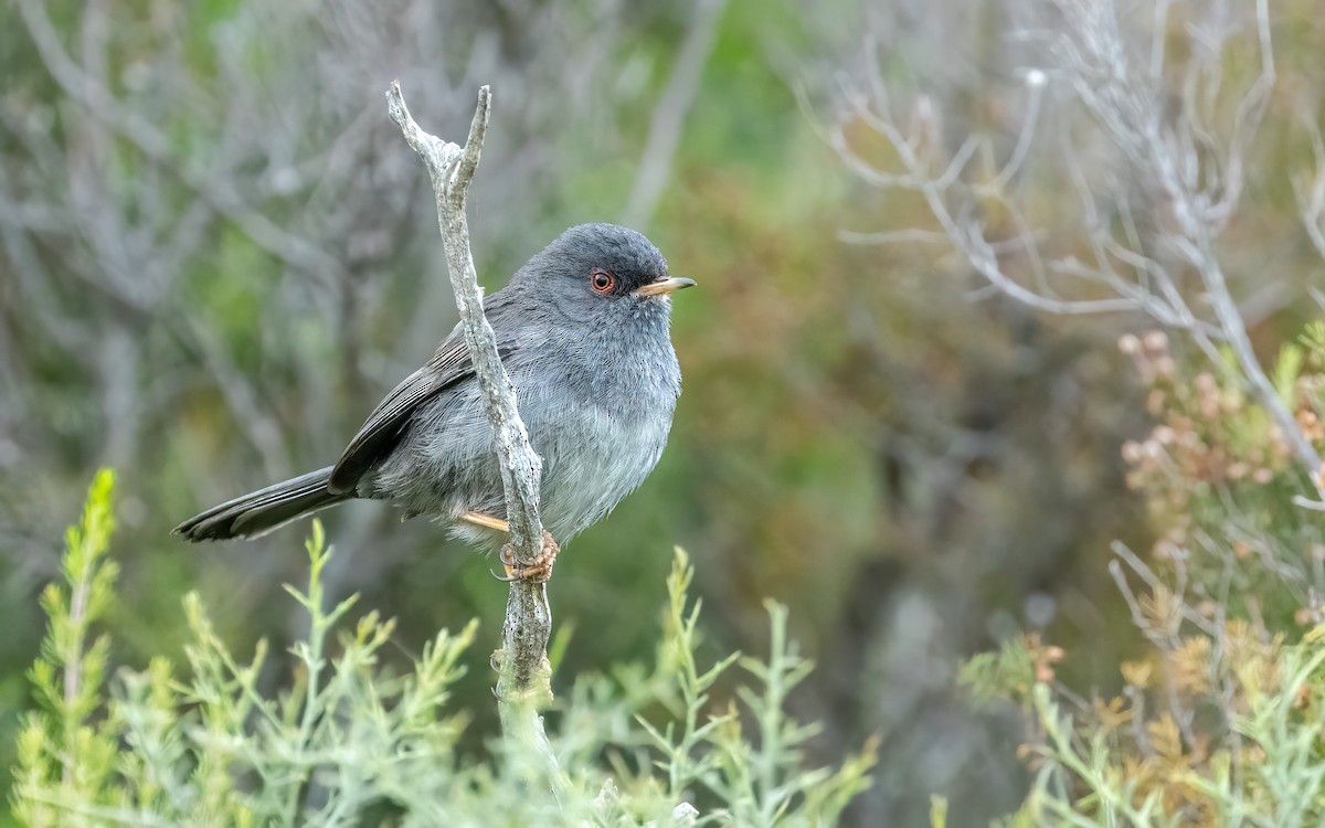 Marmora's Warbler - ML637421862