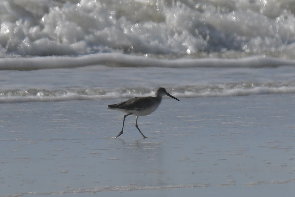 Willet - ML637421871