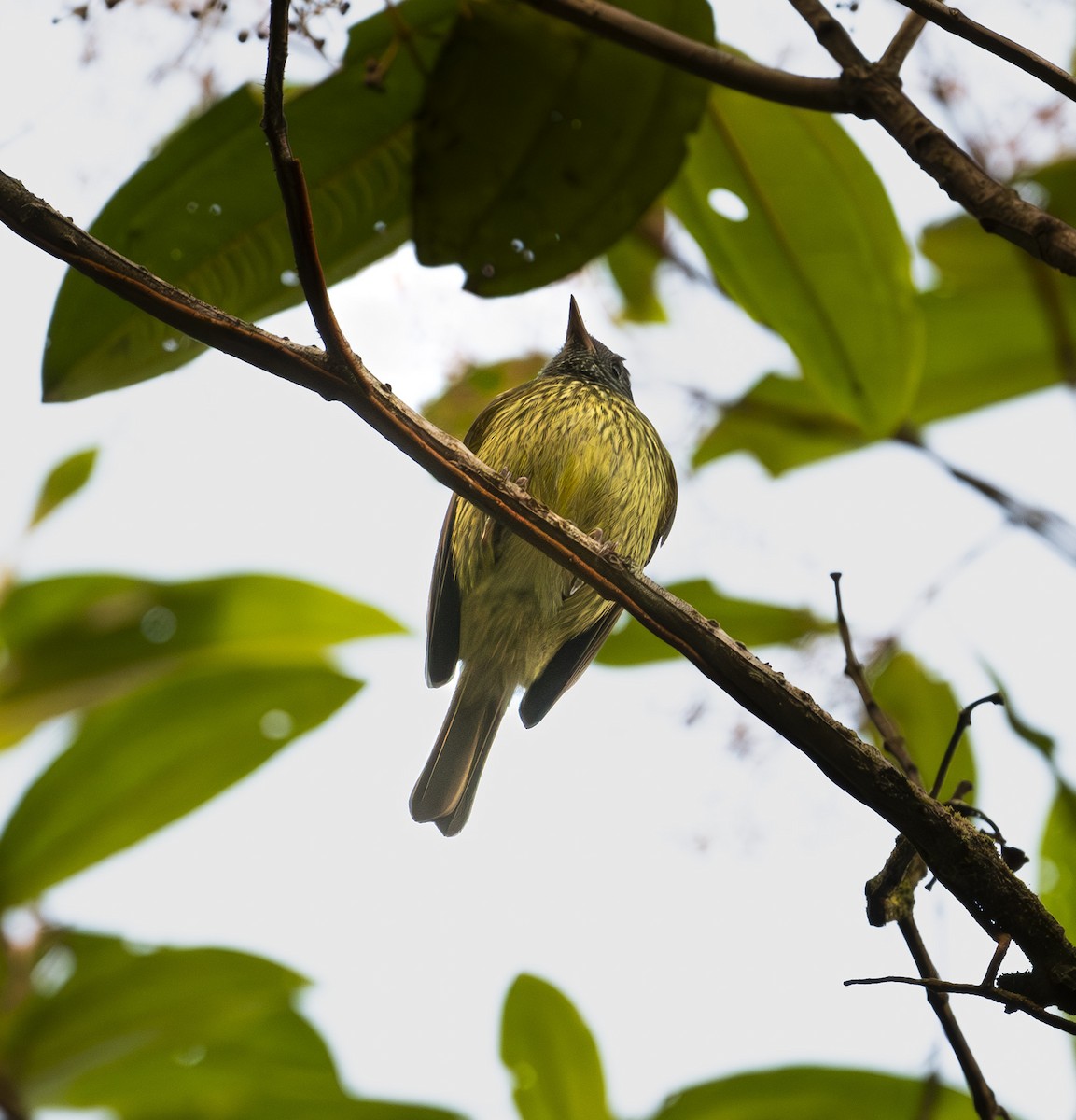 Streak-necked Flycatcher - ML637421925