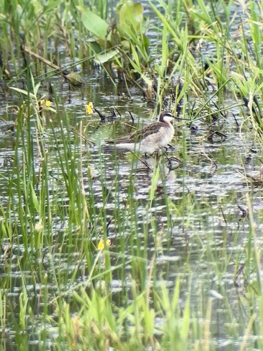Wilson's Phalarope - ML637421933