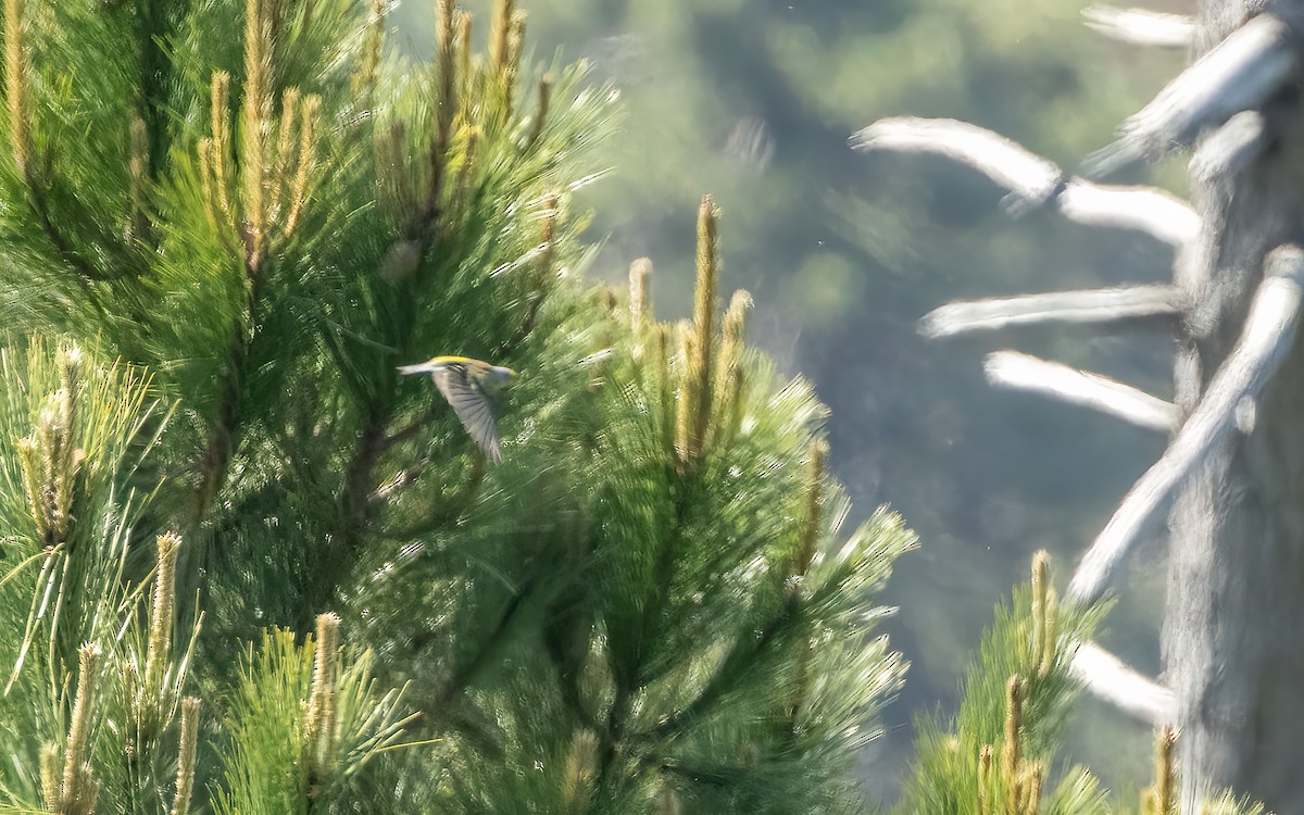 Corsican Finch - ML637421962