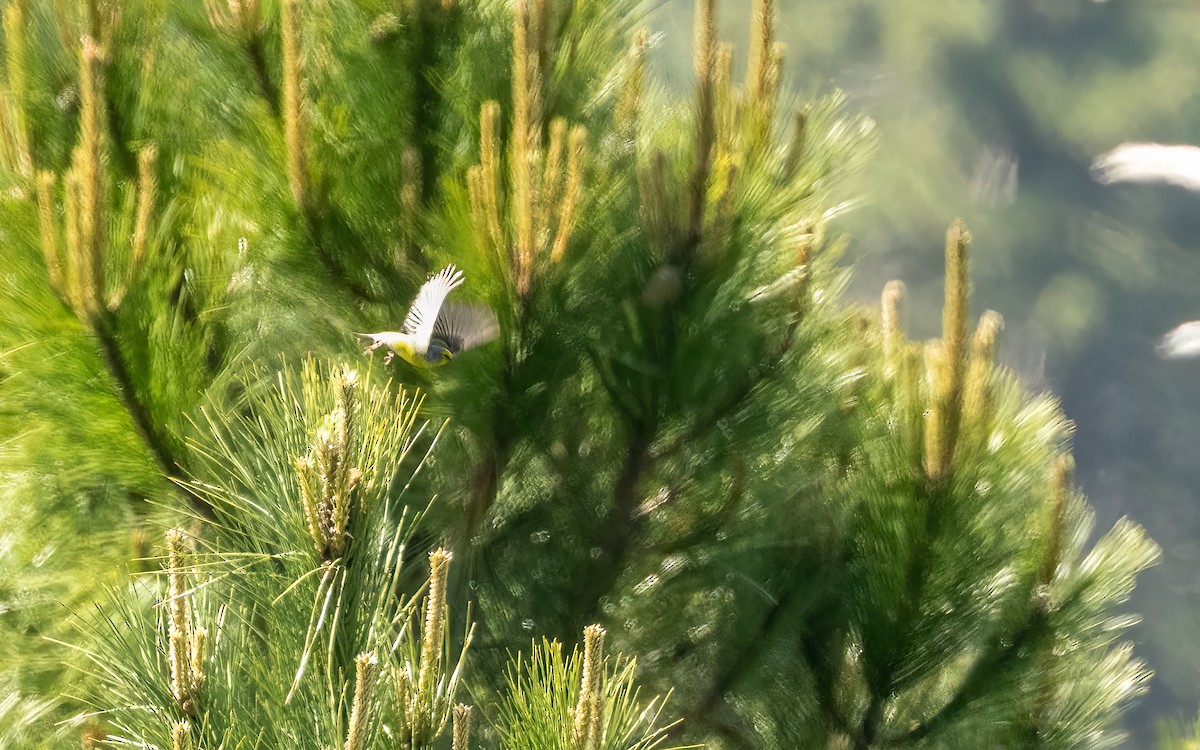 Corsican Finch - ML637421963