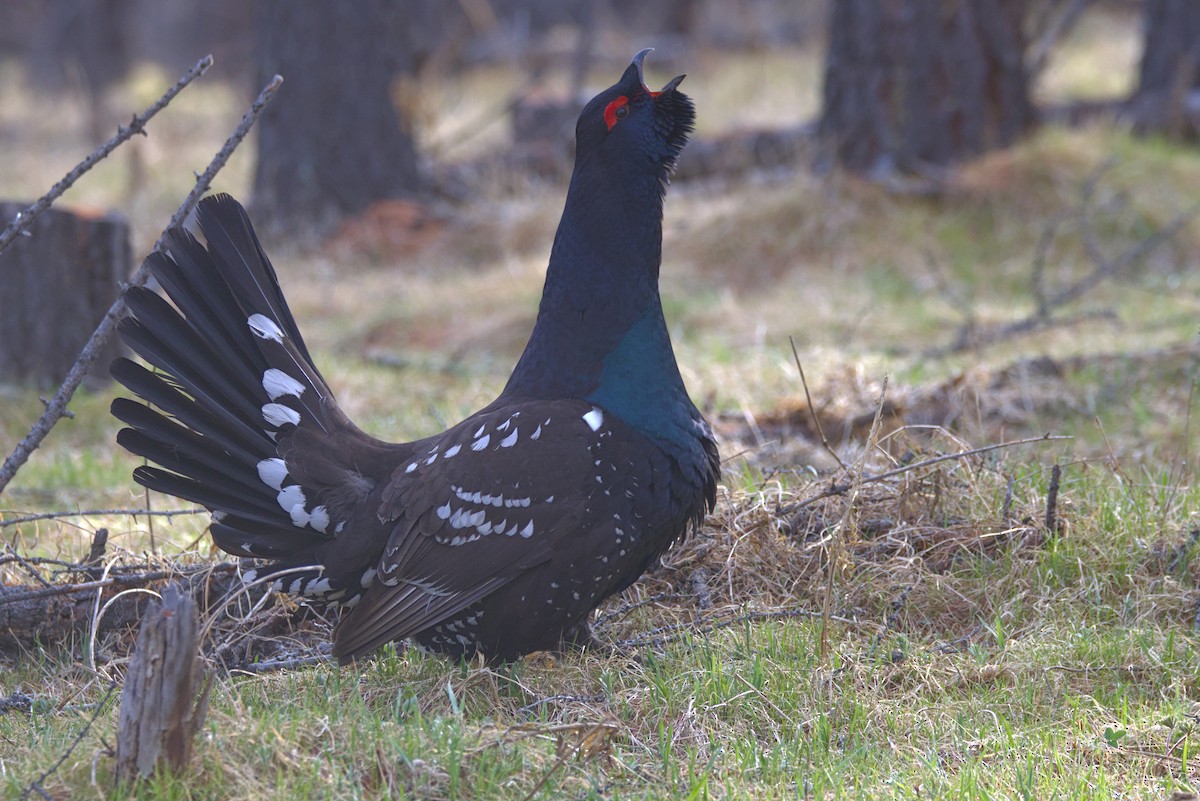 Black-billed Capercaillie - ML637421986