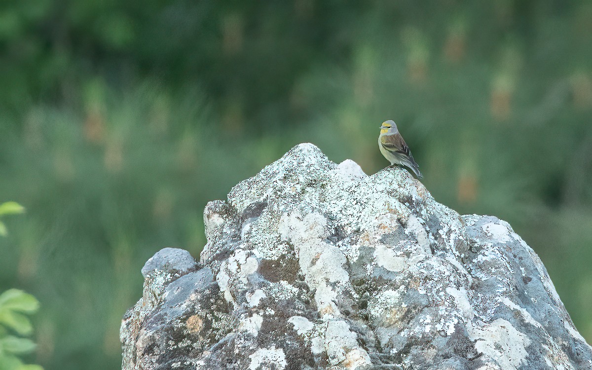 Corsican Finch - ML637422034