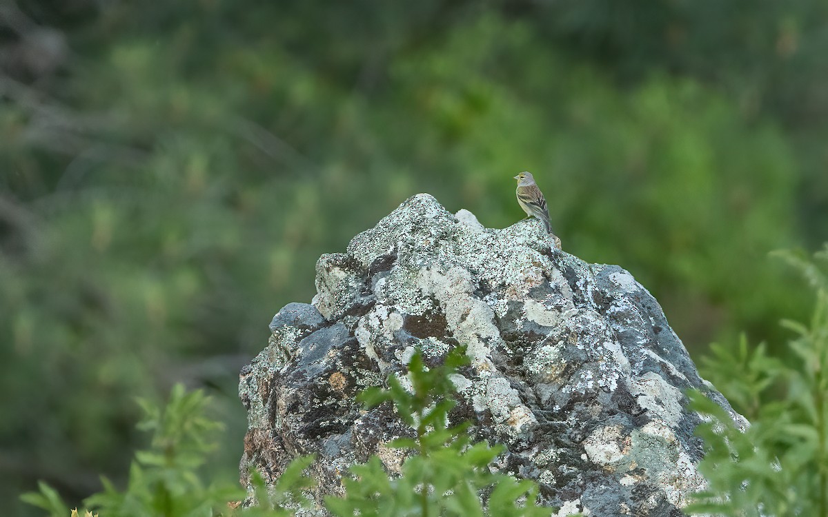 Corsican Finch - ML637422035