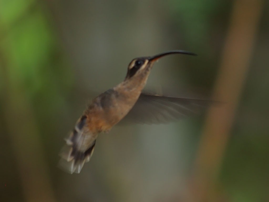 Great-billed Hermit - ML637422045