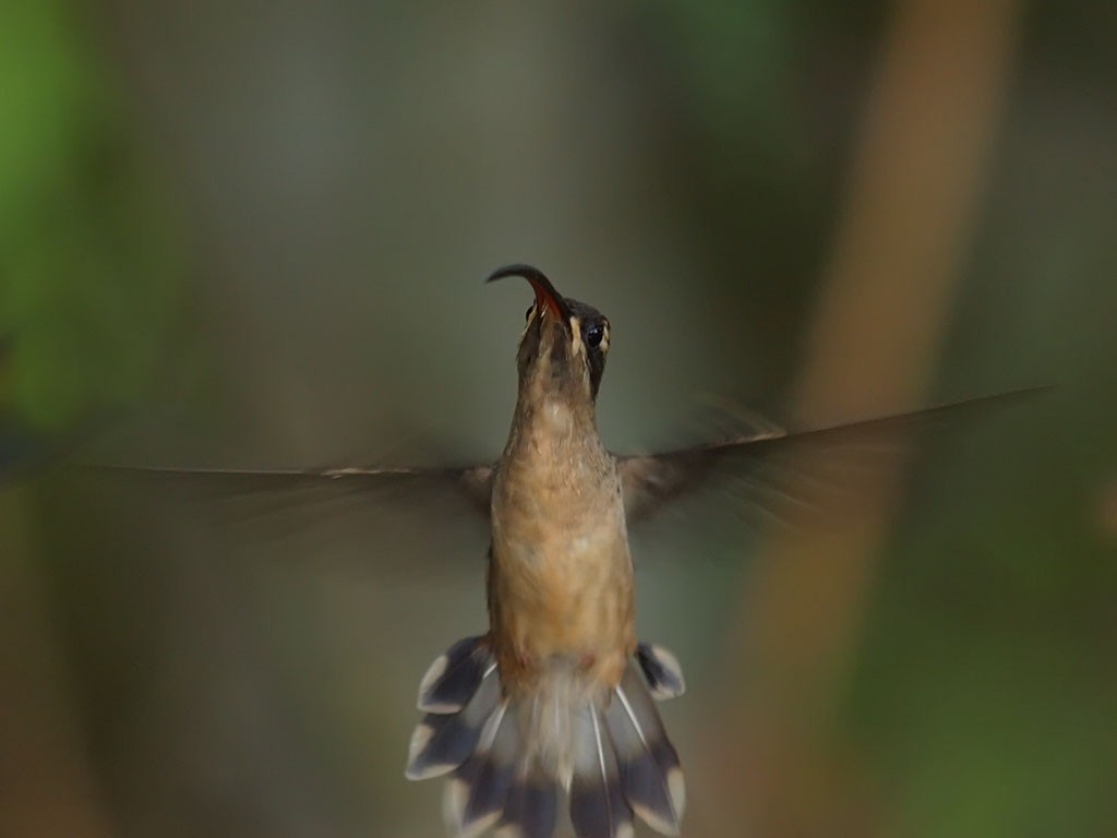 Great-billed Hermit - ML637422048