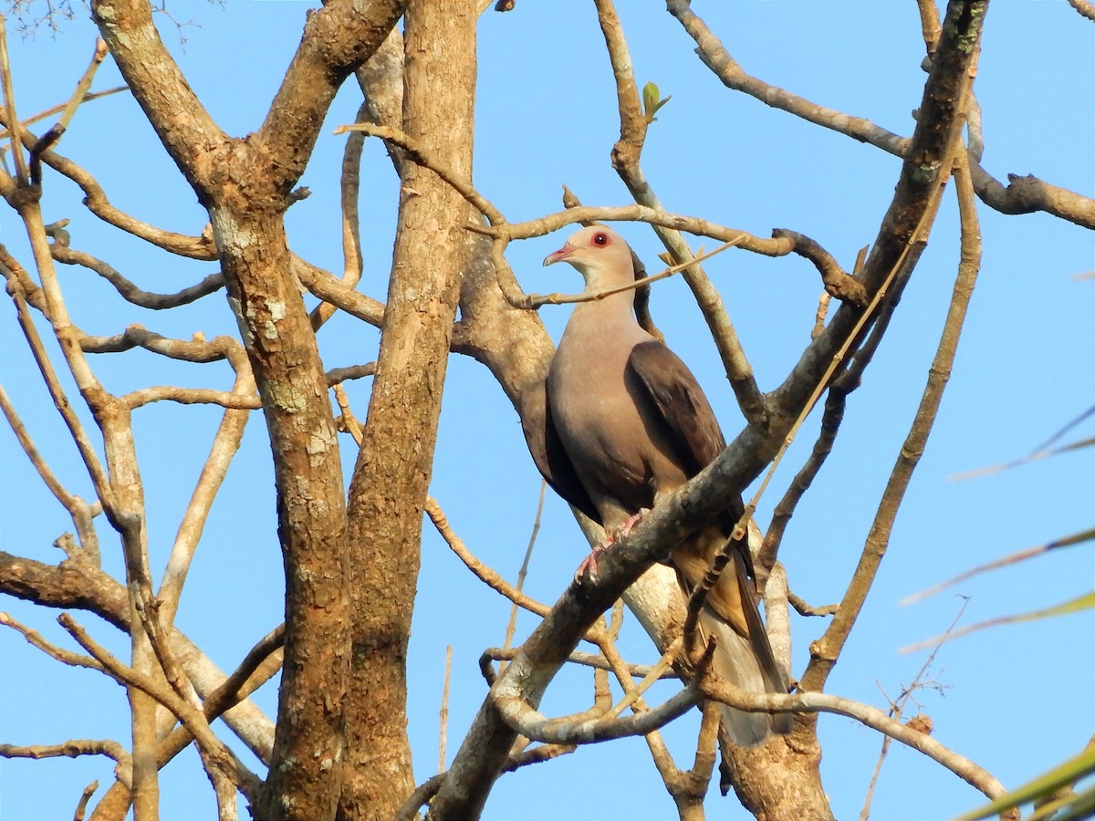 Malabar Imperial-Pigeon - ML637422083
