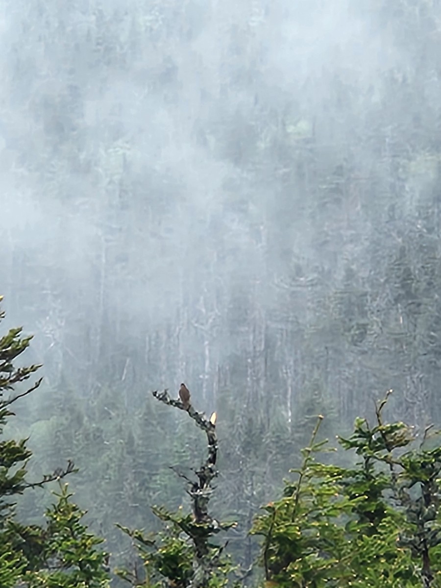 Bicknell's Thrush - ML637422089