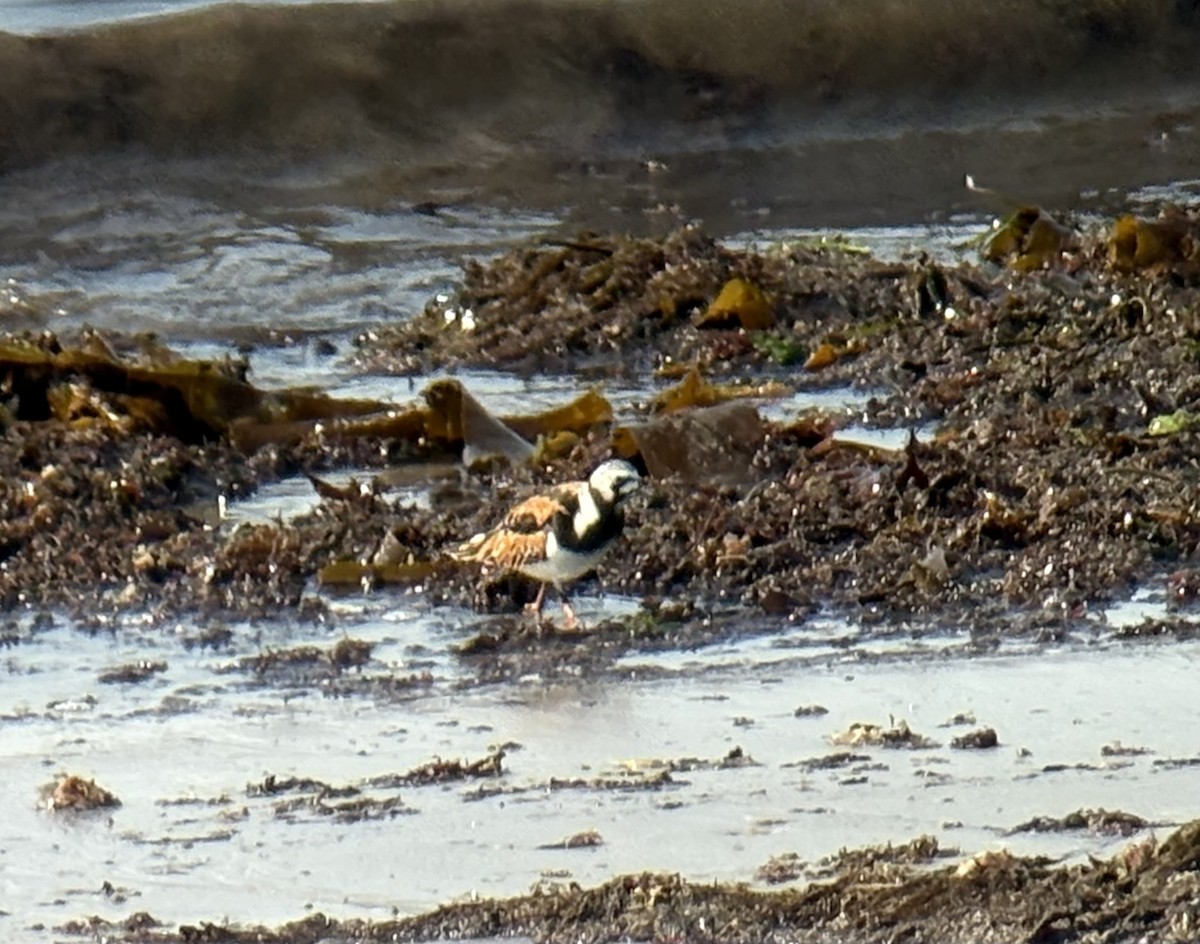 Ruddy Turnstone - ML637422104