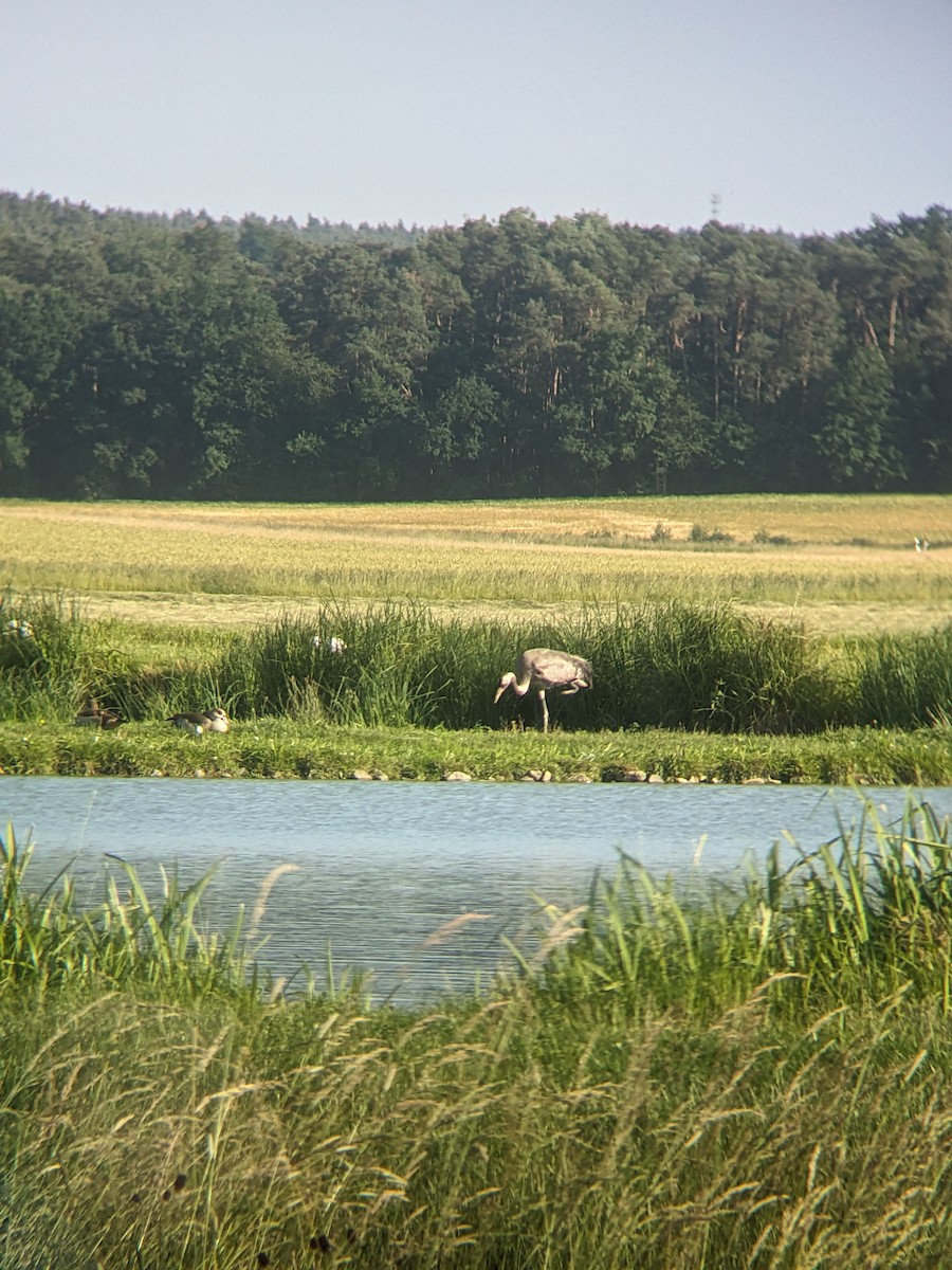 Common Crane - ML637422159