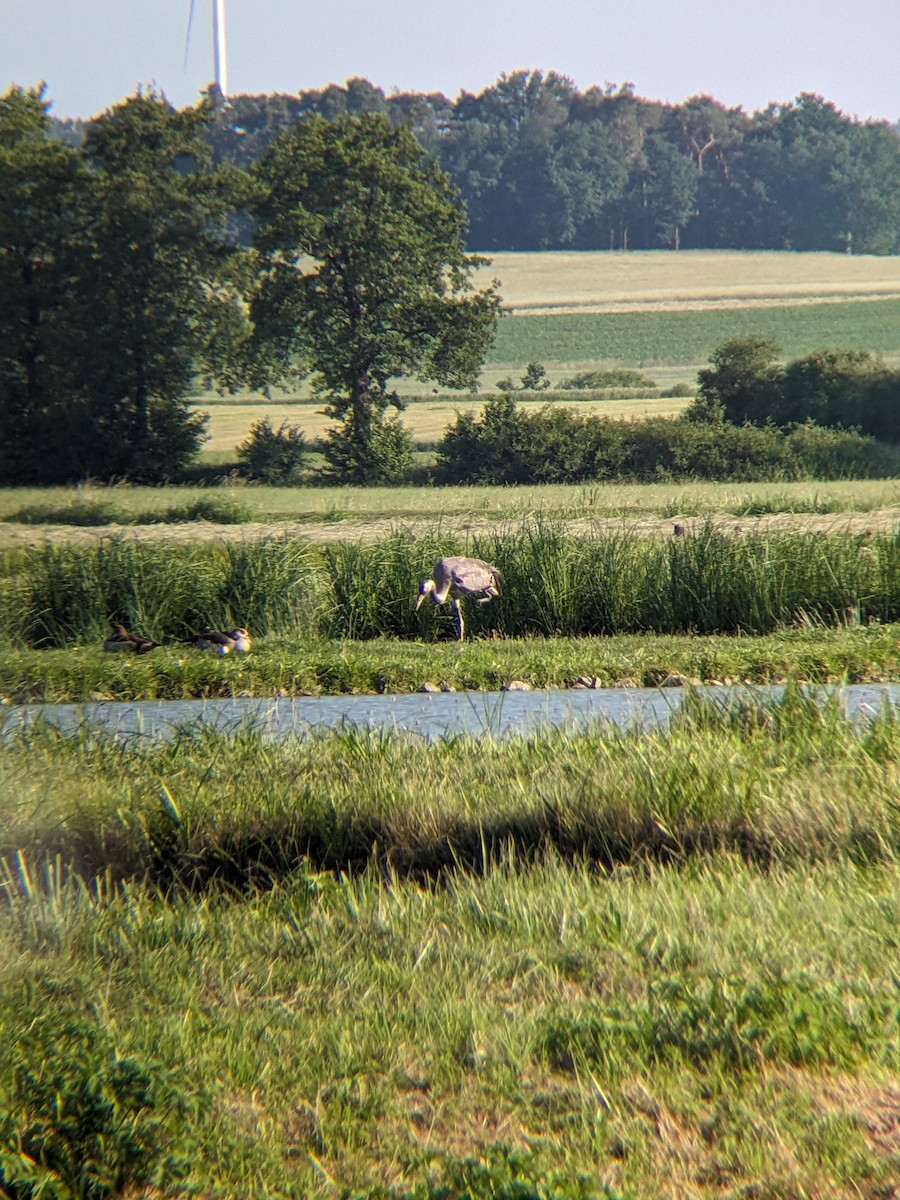 Common Crane - ML637422198
