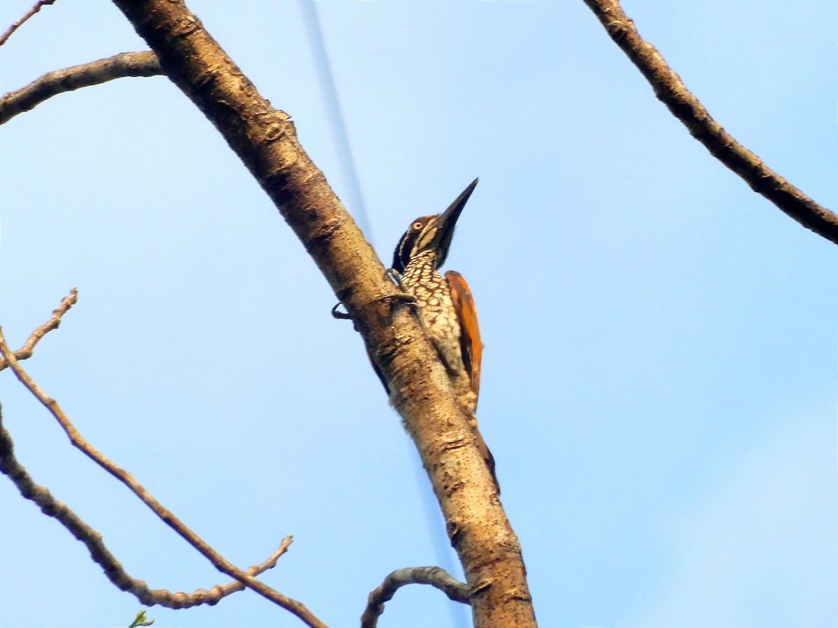 Malabar Flameback - ML637422215