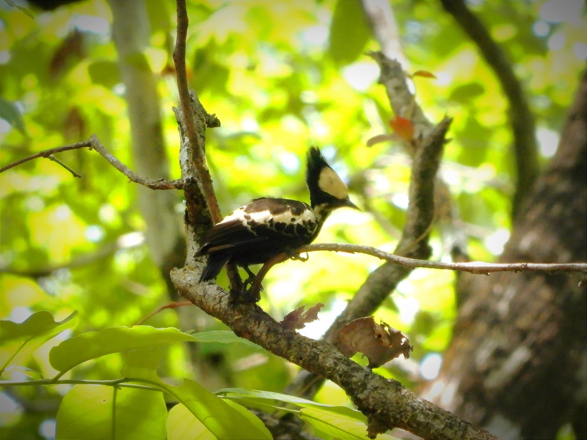Heart-spotted Woodpecker - ML637422254