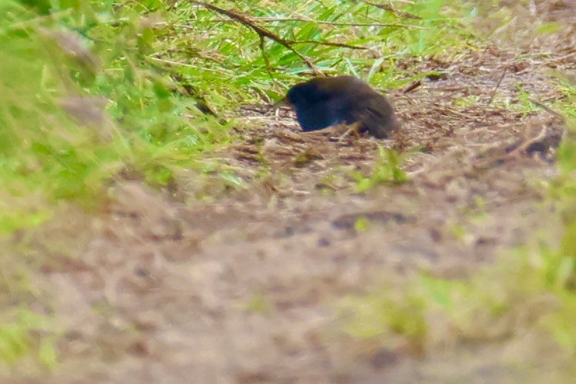 Paint-billed Crake - ML637422259
