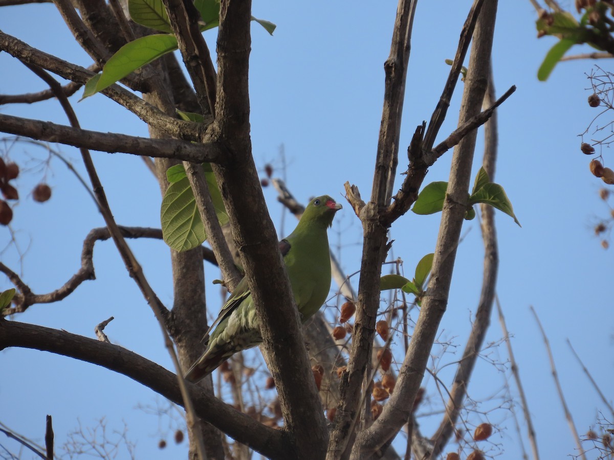 African Green-Pigeon - ML637422263