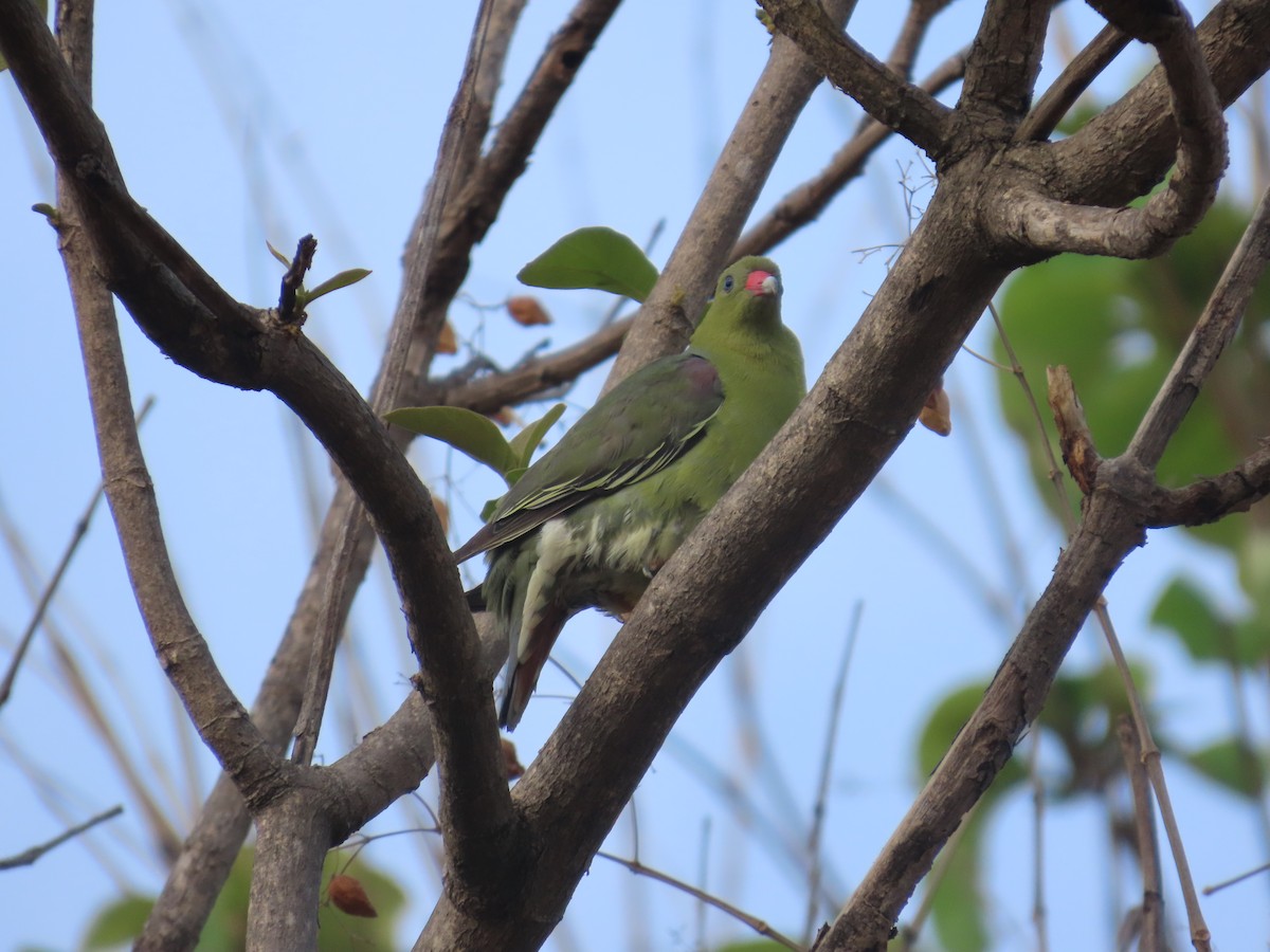 African Green-Pigeon - ML637422265