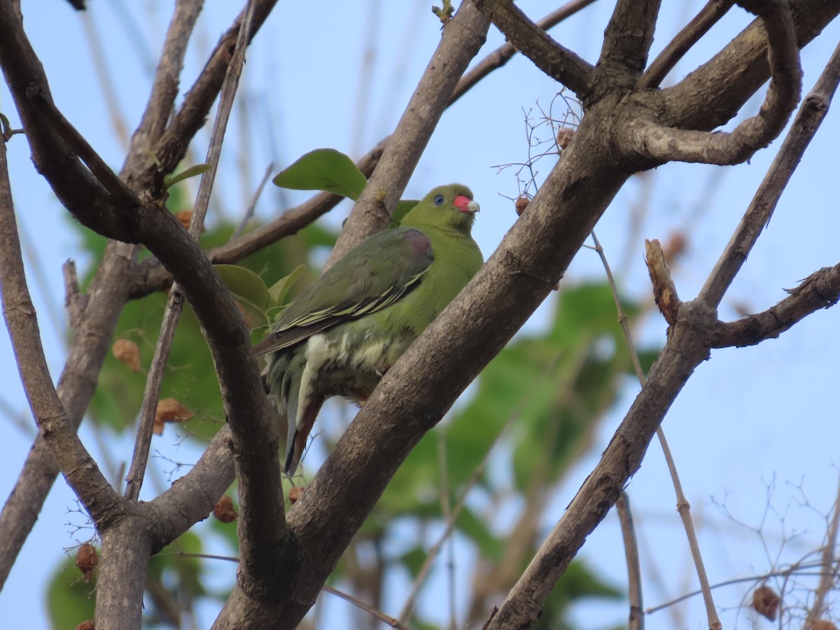 African Green-Pigeon - ML637422266
