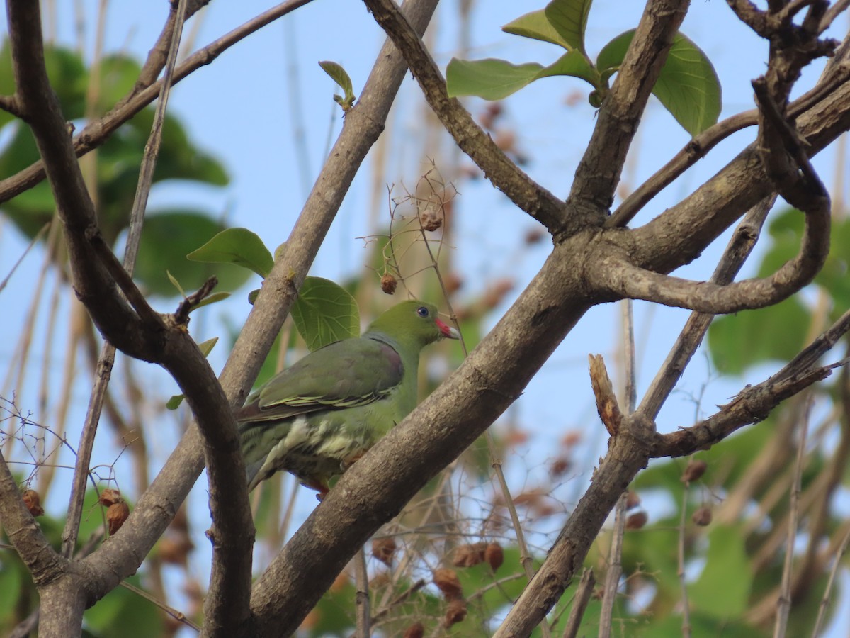 African Green-Pigeon - ML637422267