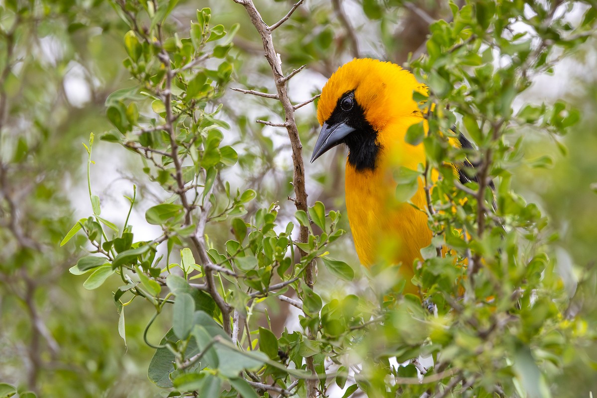 Altamira Oriole - ML637422275