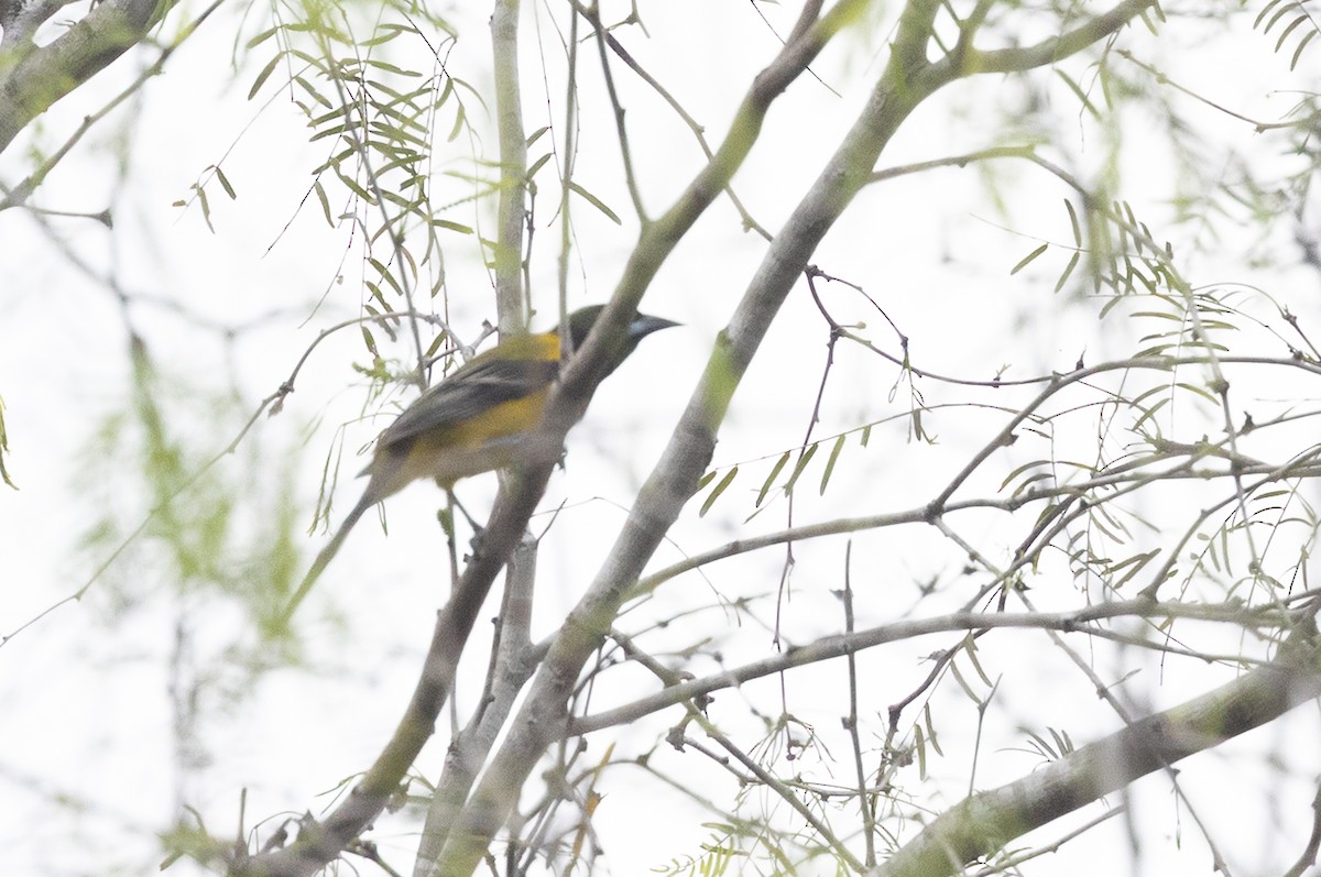 Audubon's Oriole - ML637422280