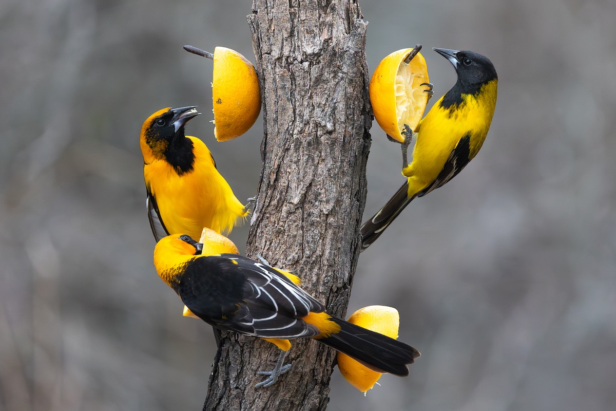 Altamira x Audubon's Oriole (hybrid) - ML637422305