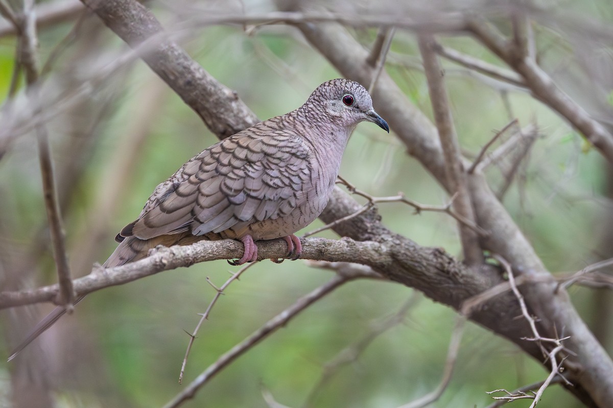 Inca Dove - ML637422318