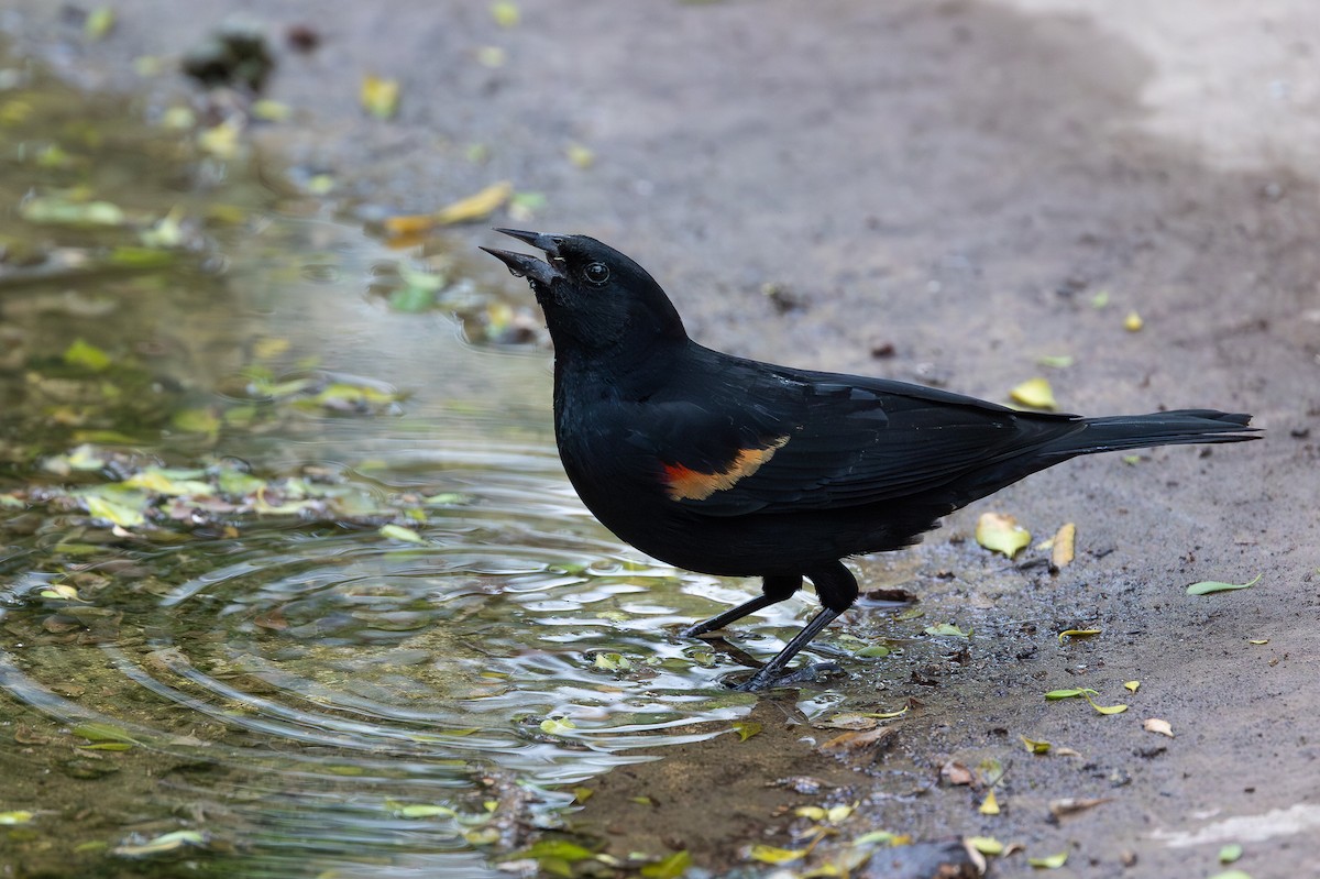 Red-winged Blackbird - ML637422325