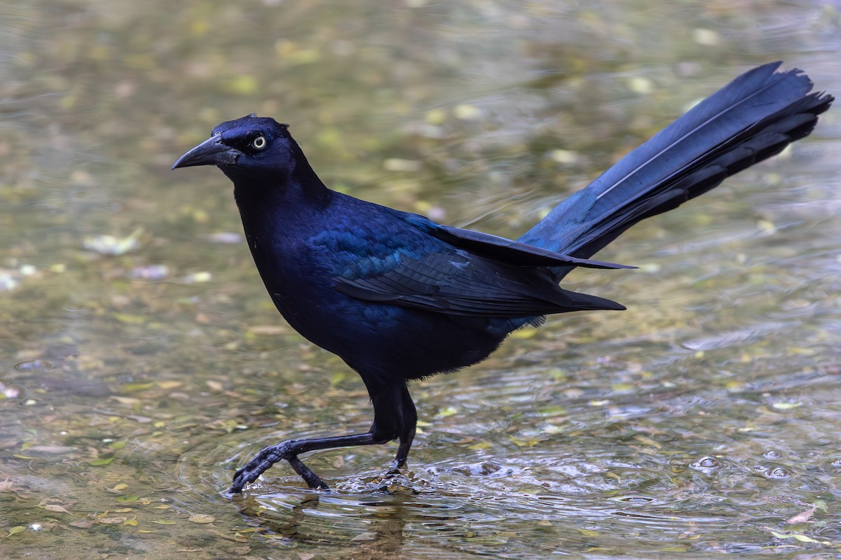 Great-tailed Grackle - ML637422341