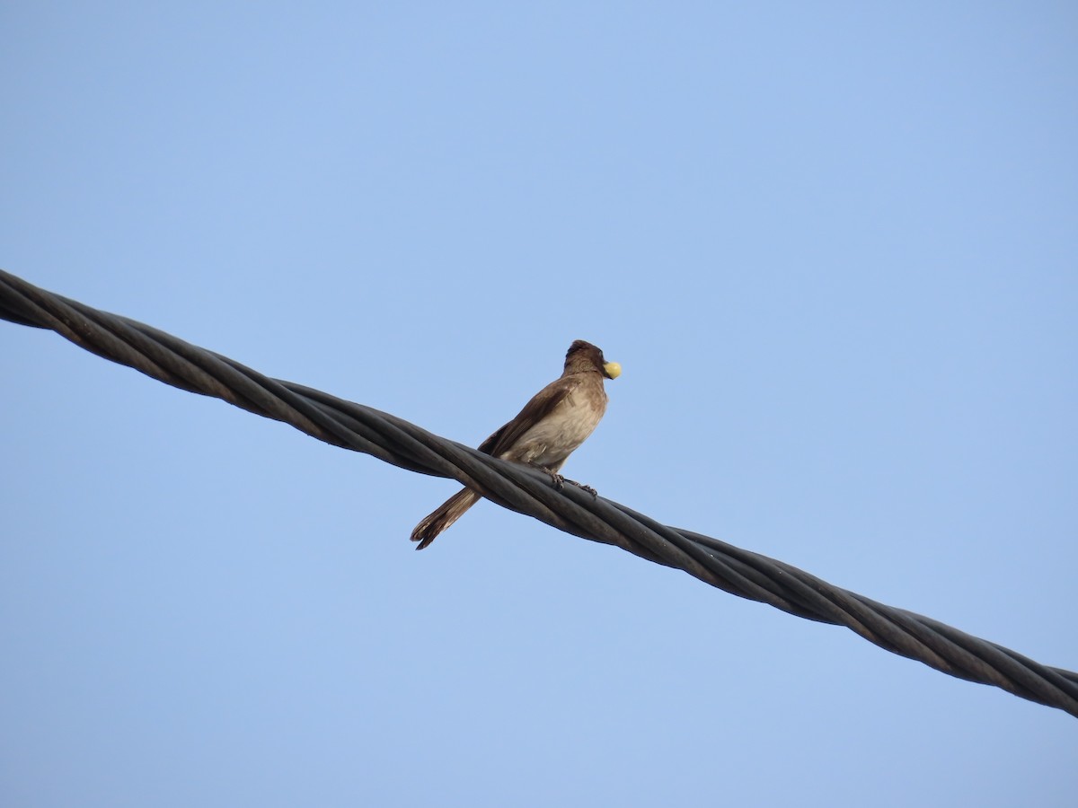Common Bulbul - ML637422342