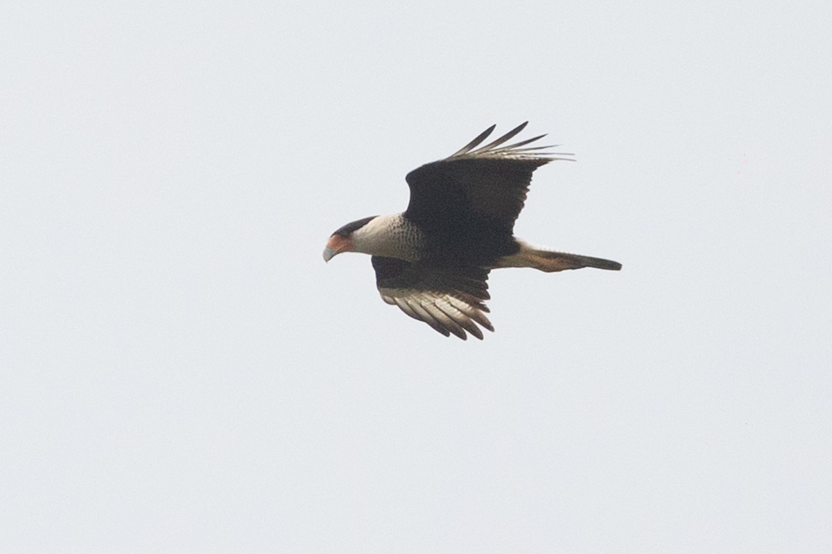 Crested Caracara - ML637422357