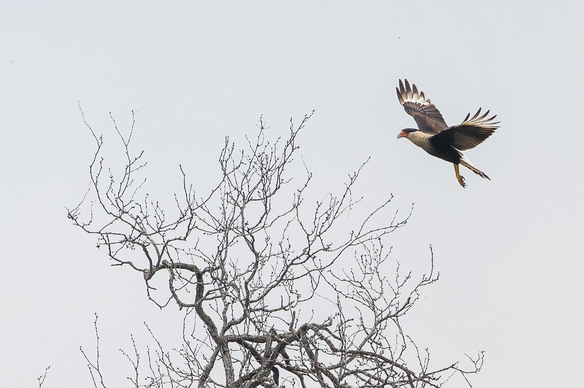 Crested Caracara - ML637422358
