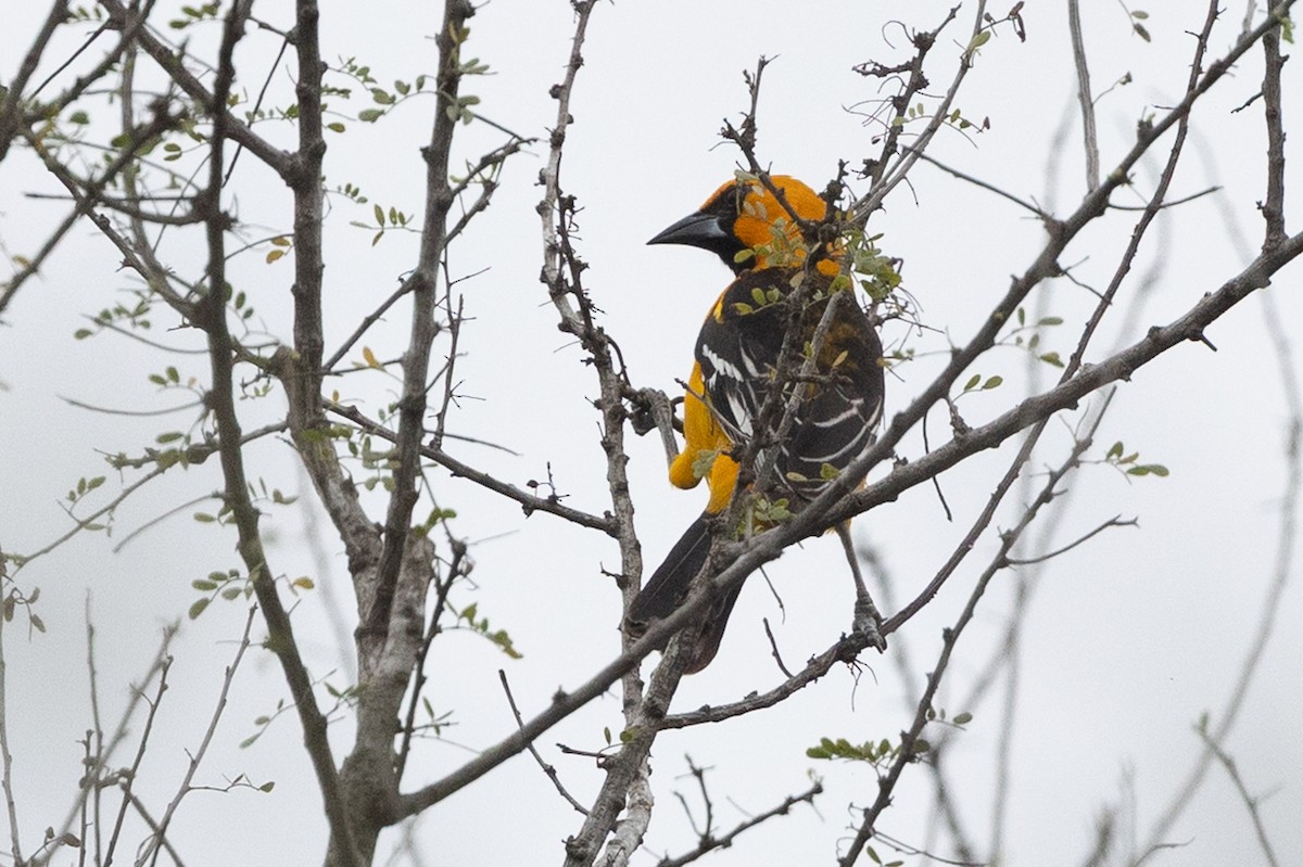 Altamira Oriole - ML637422364