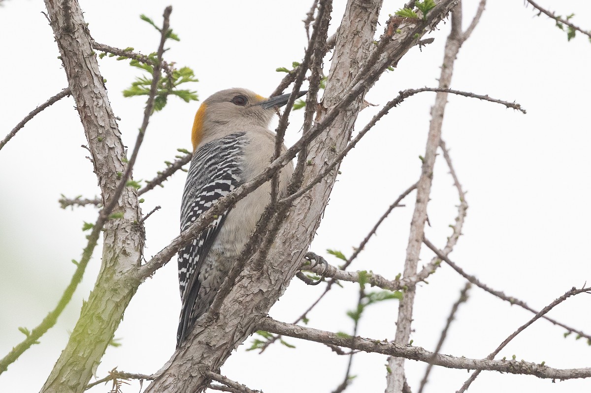 Golden-fronted Woodpecker - ML637422389