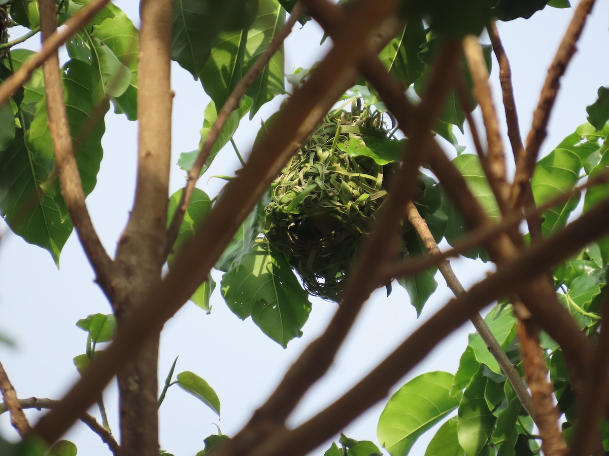 黑頭織雀 - ML637422391