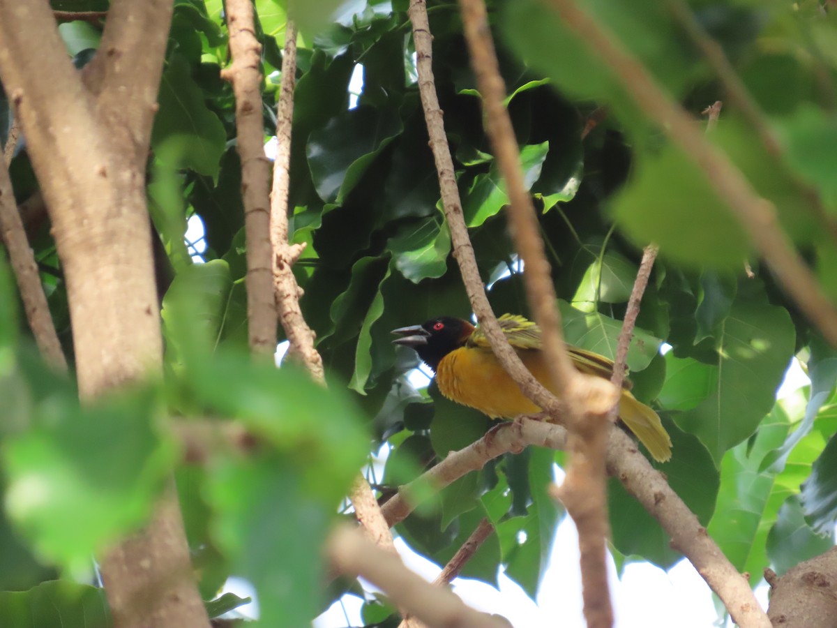 黑頭織雀 - ML637422395