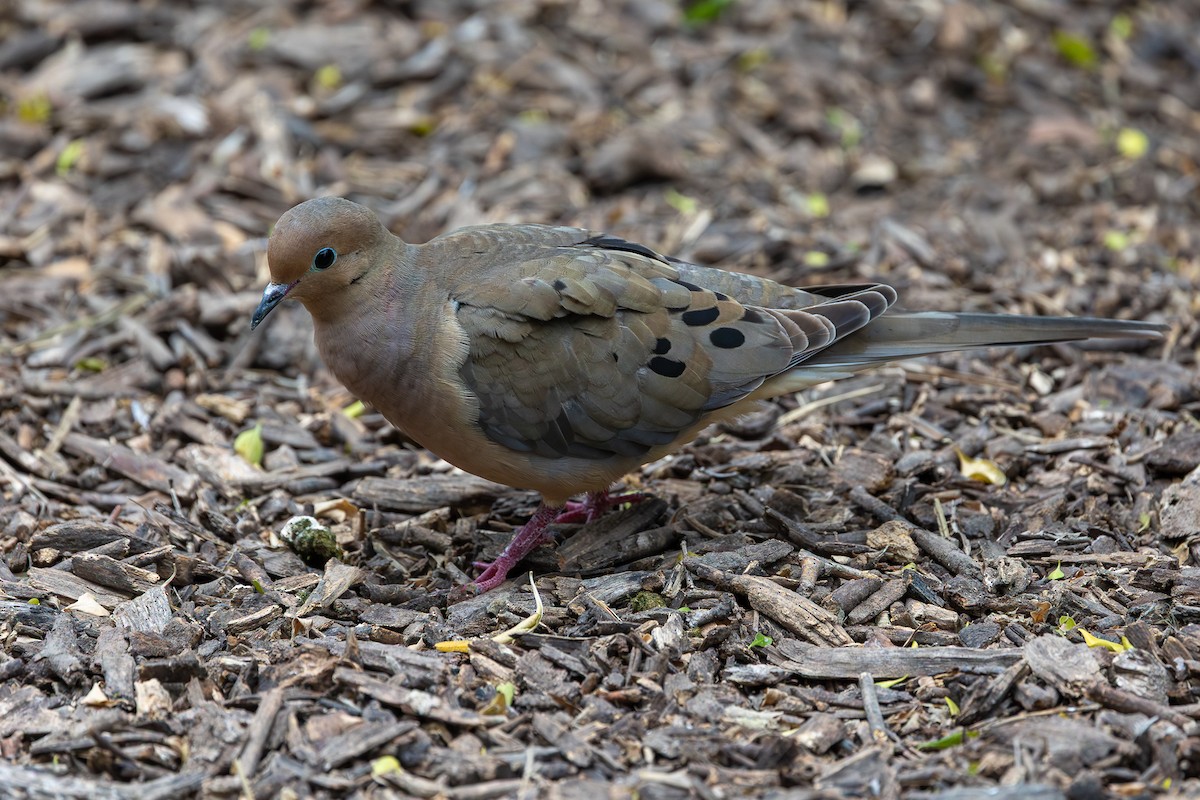 Mourning Dove - ML637422409