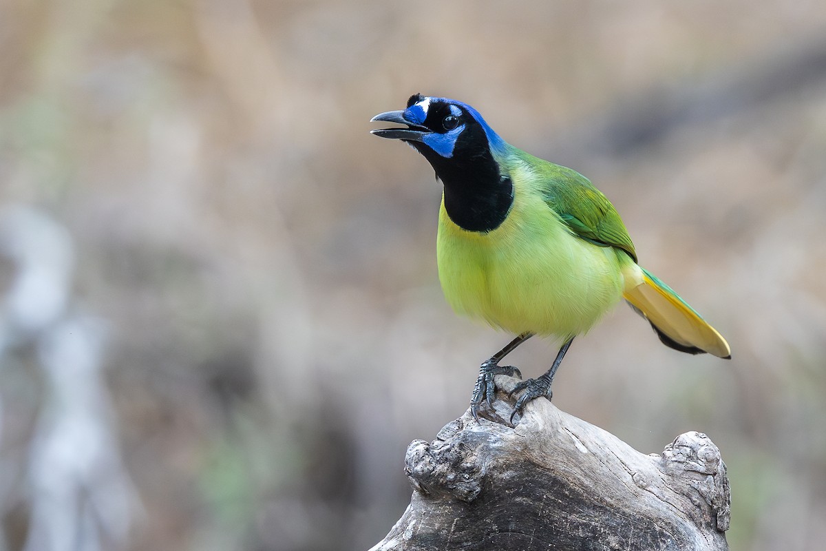 Green Jay - ML637422435