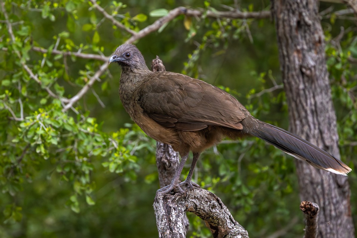 Plain Chachalaca - ML637422465