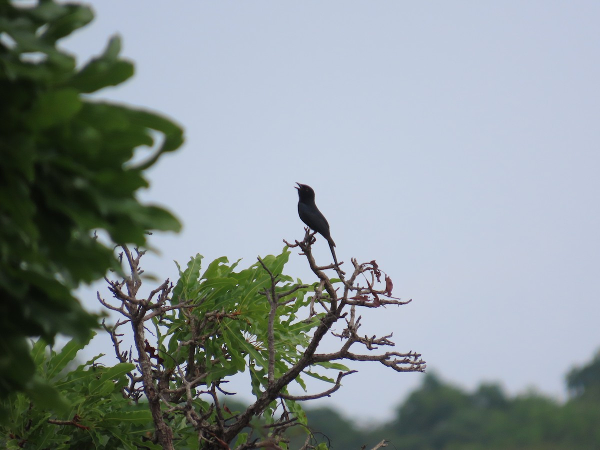 Fork-tailed Drongo - ML637422498