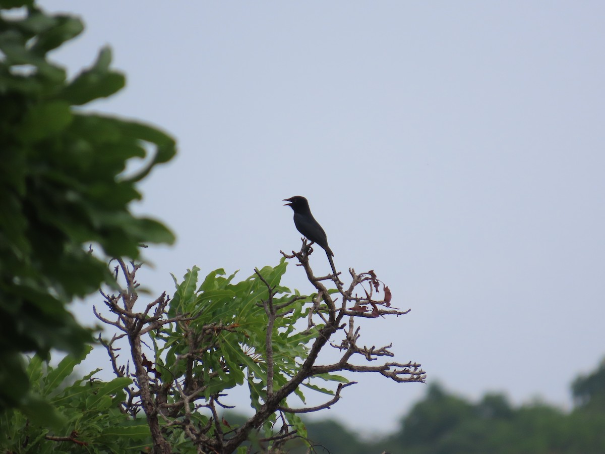 Fork-tailed Drongo - ML637422499