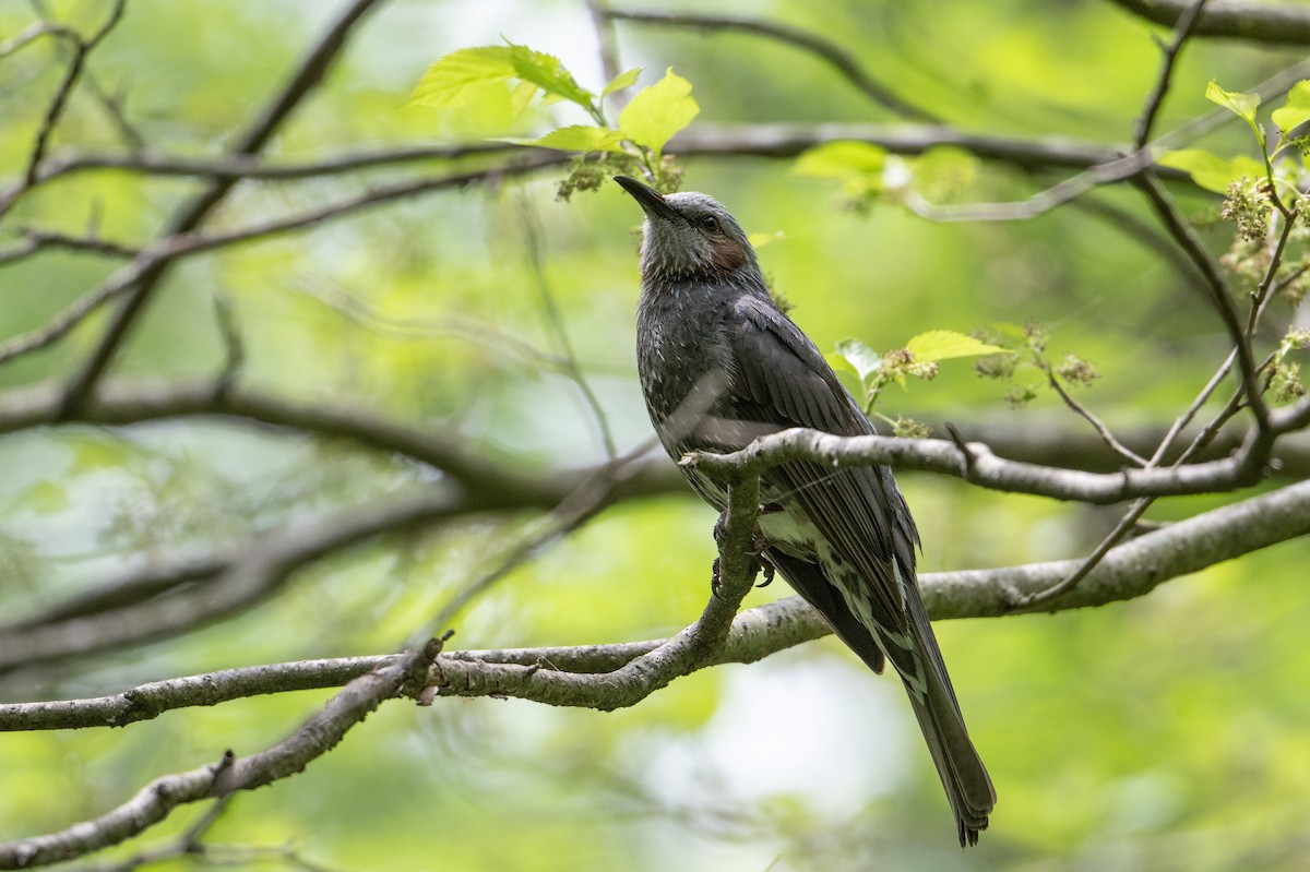 Bulbul à oreillons bruns - ML637422508