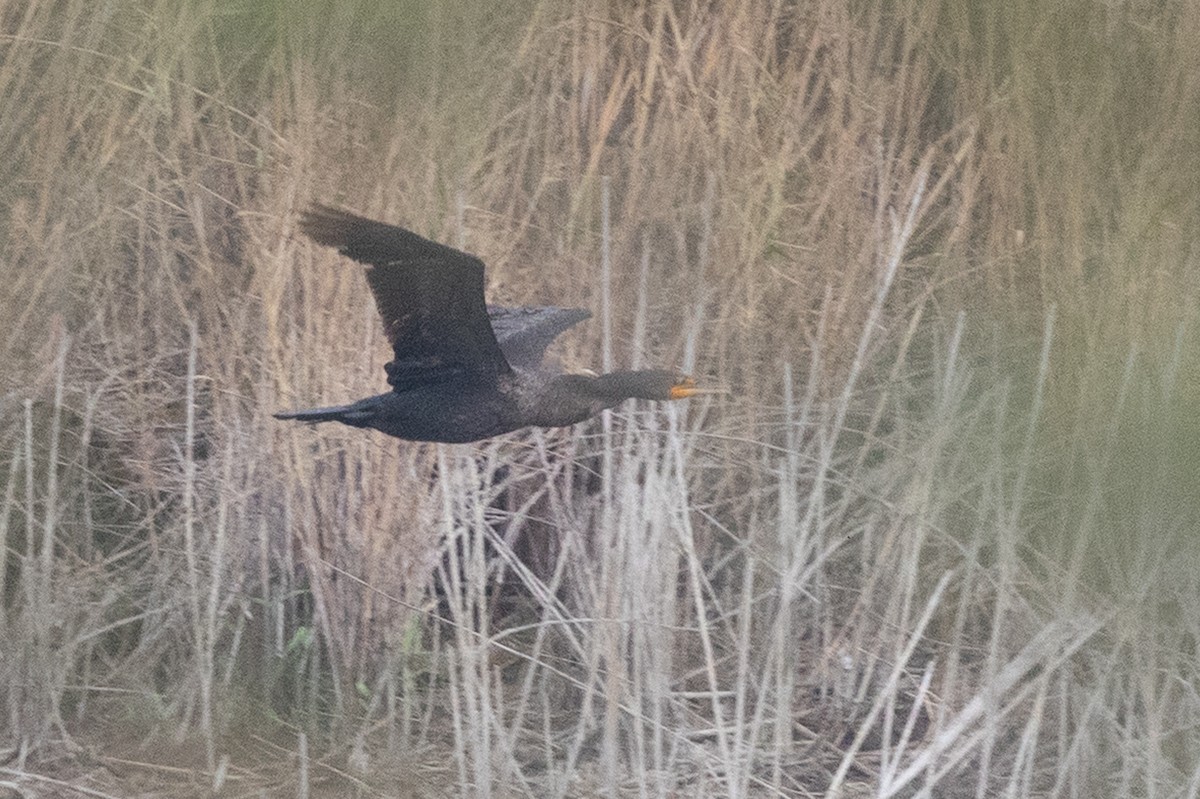 Double-crested Cormorant - ML637422512