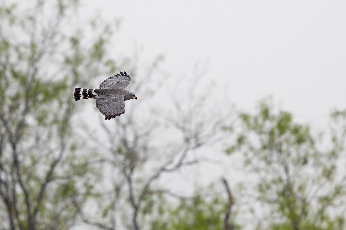 Gray Hawk - ML637422522