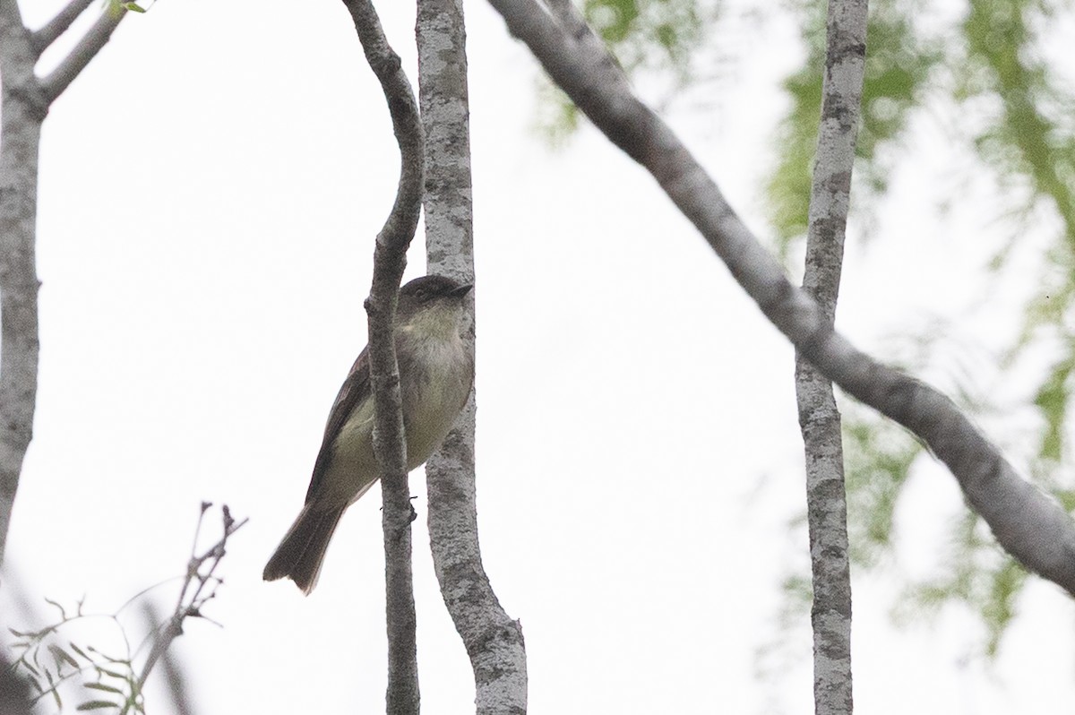 Eastern Phoebe - ML637422552