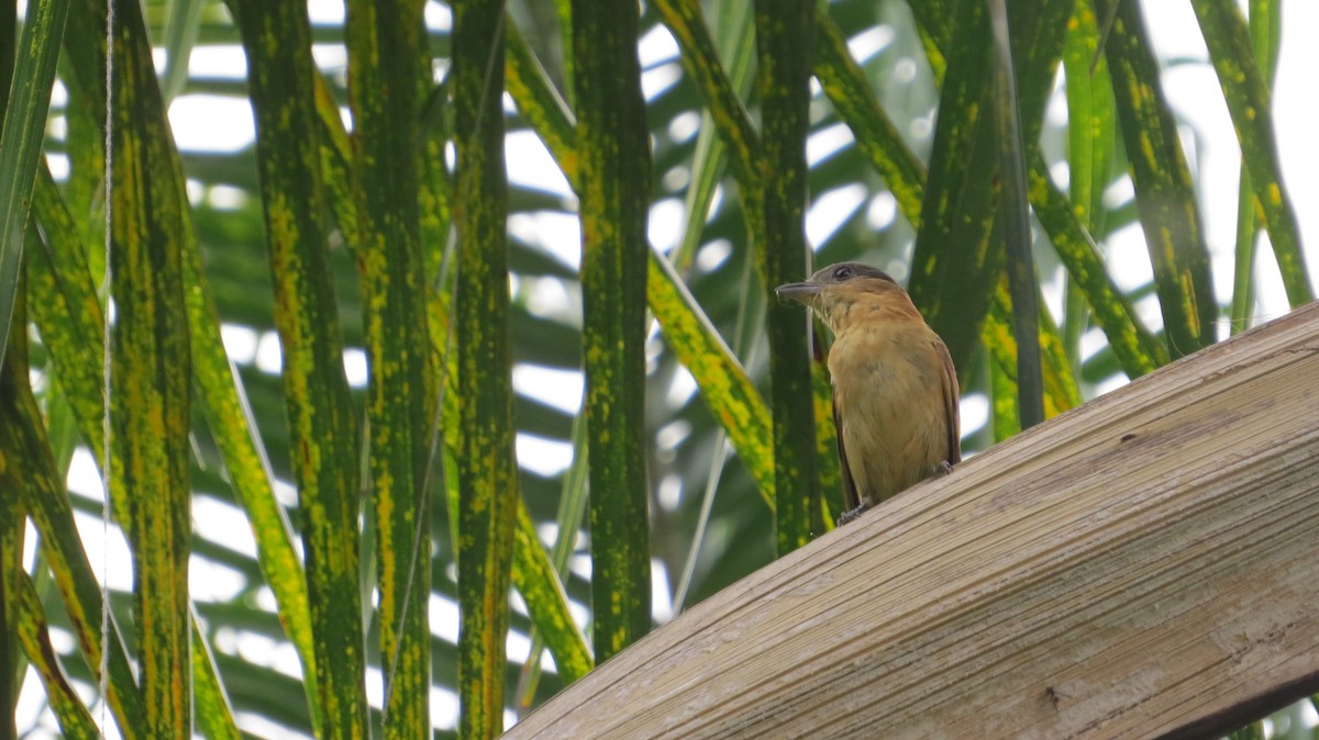 Crested Becard - ML637422581