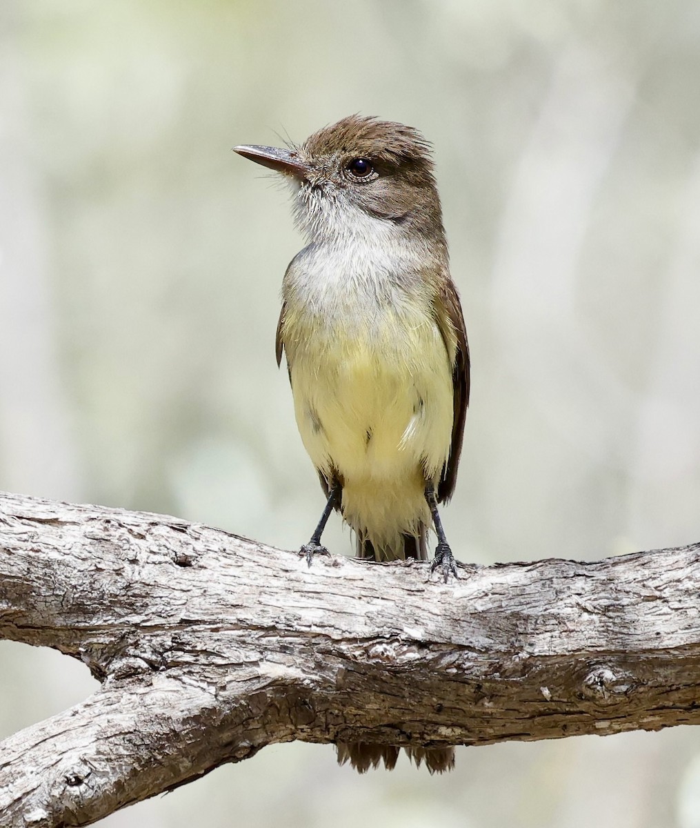 Dusky-capped Flycatcher - ML637422733